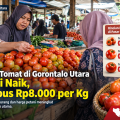 Tomat pasar Gorontalo Utara