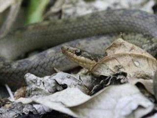 Ular paling langka di bumi, populasinya tersisa 20 ekor