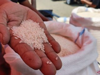 Beras dari Sulteng banjiri Gorontalo Utara, harga medium turun Rp1.000